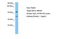 MAGIX Rabbit anti-Human, Polyclonal, Novus Biologicals 0.1 mL | Buy Online | Novus Biologicals | Fisher Scientific